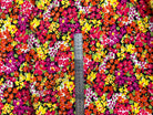 BUBBLE CRÊPE FLEURI FOND NOIR MLC INTERN